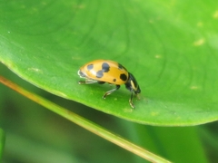 Hippodamia septemmaculata