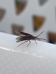 Pantilius tunicatus