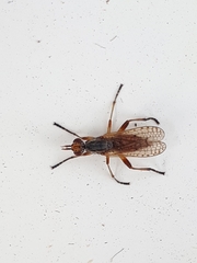 Sciomyzidae