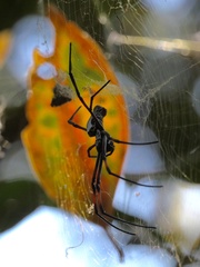 Trichonephila inaurata