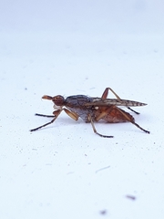 Sciomyzidae