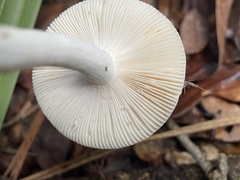Hygrophorus eburneus