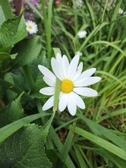 Leucanthemum maximum