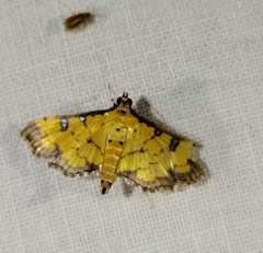 Ategumia ebulealis