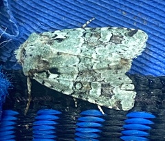 Lacinipolia