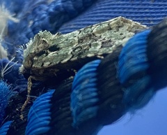 Lacinipolia