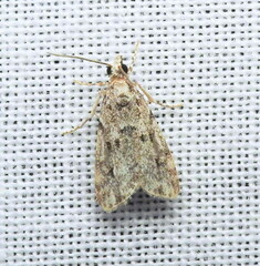 Eudonia heterosalis