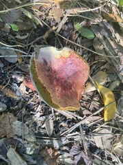 Aureoboletus flaviporus
