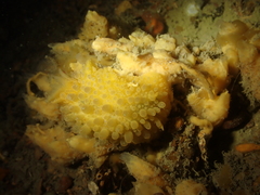 Doris verrucosa