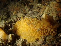 Doris verrucosa