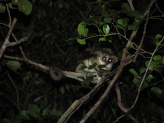 Microcebus murinus