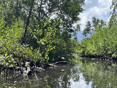 Dendrocygna arborea