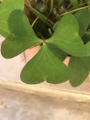 Oxalis latifolia