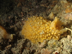 Doris verrucosa