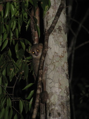 Microcebus murinus