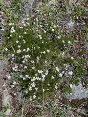 Eremogone capillaris