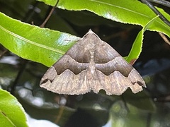 Gondysia