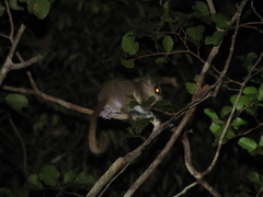 Microcebus murinus