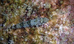 Synodontidae