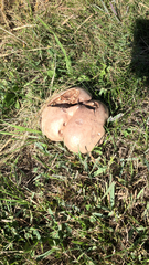 Calvatia cyathiformis