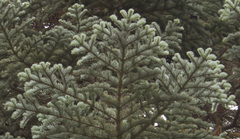 Abies concolor