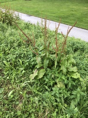 Rumex obtusifolius