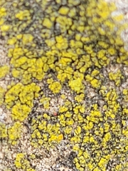 Candelariella aurella