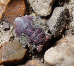 Gelastocoris oculatus