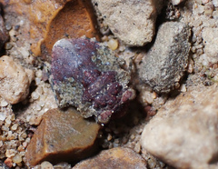 Gelastocoris oculatus