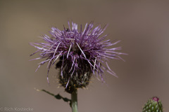 Cirsium ochrocentrum