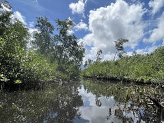 Dendrocygna arborea