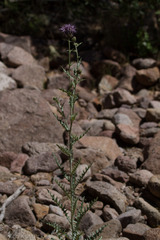 Cirsium ochrocentrum