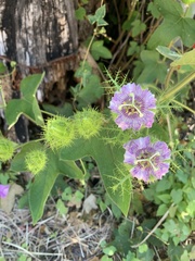 Passiflora ciliata