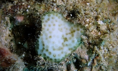 Porites hawaiiensis