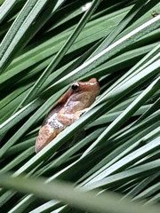 Litoria adelaidensis
