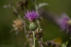 Cirsium ochrocentrum