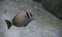 Acanthurus leucopareius
