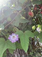 Passiflora ciliata