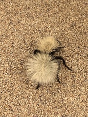 Dasymutilla sackenii