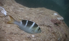 Monotaxis grandoculis