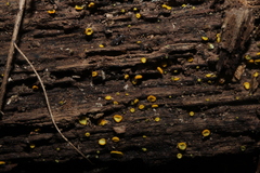 Chlorosplenium
