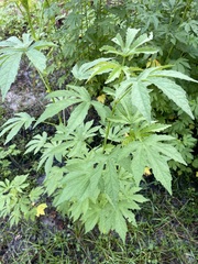 Hibiscus surattensis