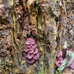 Ascocoryne cylichnium