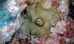 Porites hawaiiensis