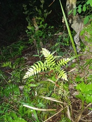 Adiantum latifolium