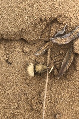 Dasymutilla sackenii