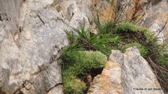 Haworthia