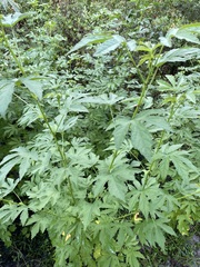 Hibiscus surattensis