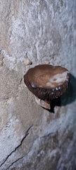 Agaricus