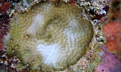 Porites hawaiiensis